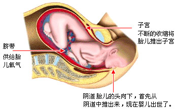 ڶa